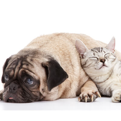 In Addition to Surveillance Screening, Regular Exercise Can Keep Your Pet Healthy In Addition to Surveillance Screening, Regular Exercise Can Keep Your Pet Healthy