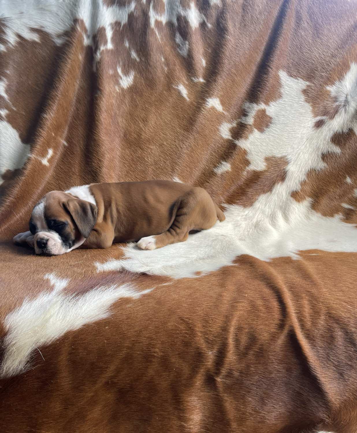 Preventative Care Banner